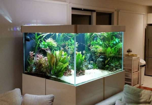 Який акваріум вибрати та як його обладнати?