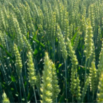 Семена оптом: преимущества централизованных закупок для аграрного бизнеса