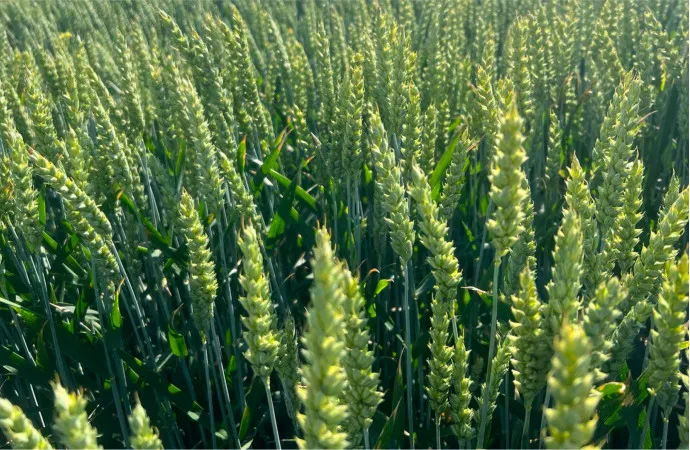 Семена оптом: преимущества централизованных закупок для аграрного бизнеса