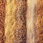 Насіння зернових культур: критерії вибору для стабільного врожаю