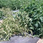 Чому скручуються верхівки та листя помідорів