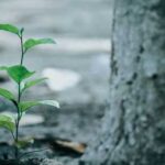 Як позбутися кореневої порослі: вирізати чи залишити?