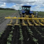 Міжряддя, що забезпечує приріст урожаю
