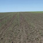 Вирощування зимового часнику з однорічного зубця: дієвий спосіб отримати багатий&hellip;