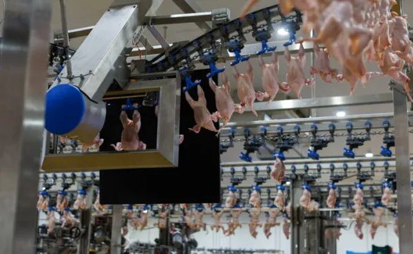 Українське птахівництво стикається зі зростанням витрат та новими викликами