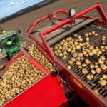 Картопля дешевшає: аграрії знову коригують ціни