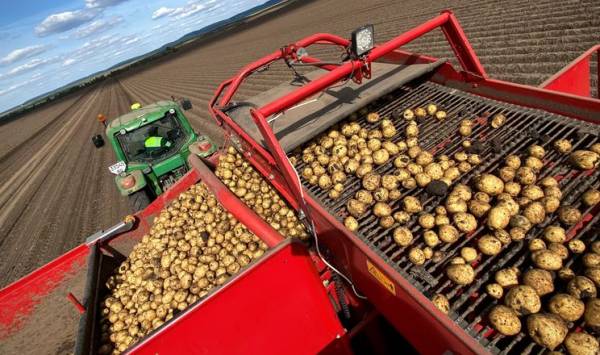 Картопля дешевшає: аграрії знову коригують ціни