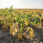 Спека знижує врожайність картоплі: українські фермери мають бути готові