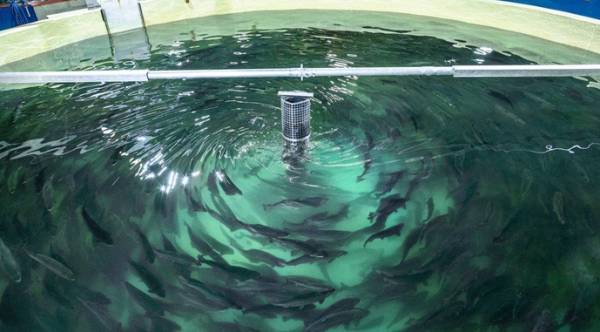 Виробники риби виловлюють улов раніше через дефіцит води