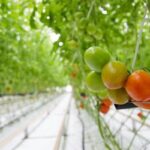 Нідерланди нарощують агроекспорт до $36.1 мільярда