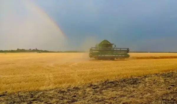 Зібрано понад 230 тисяч тонн ранніх зернових на Прикарпатті
