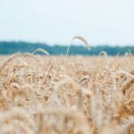 Хмельниччина нарощує врожайність пшениці, випереджаючи інші області