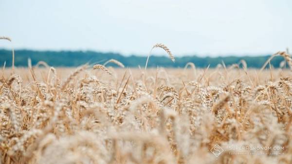 Хмельниччина нарощує врожайність пшениці, випереджаючи інші області