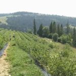 Фермери Закарпаття отримують по 3 кг лохини з куща на&hellip;