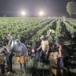 Італійські винороби збирають врожай вночі для кращої якості