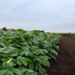 Ціни та попит на картоплю в Україні: липневий огляд