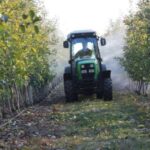 Вінницькі сади атакують гусениці на тлі зливових дощів