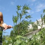 Штрафи за бур’яни: власники землі платитимуть за нехтування чистотою ділянок