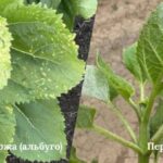 Біла іржа на соняшнику та ріпаку: загрози, профілактика, контроль