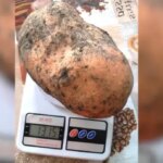 На Прикарпатті виростили рекордну картоплину вагою понад 1,3 кг