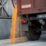 Кукурудза дорожчає: як нові експортні шляхи змінюють ціни