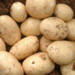 Європа втратила 1,6% площ під насіннєвою картоплею