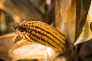 USDA скоротило прогноз врожаю кукурудзи: експерти аналізують наслідки