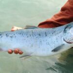 Волинська аквакультура: лососеві домінують у продукції