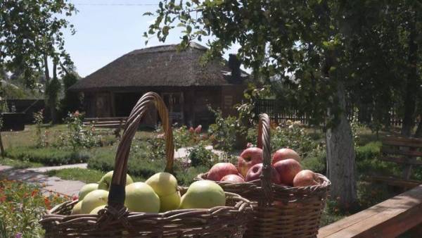 Сосницька громада зібрала рекордний урожай яблук