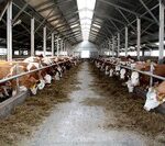 Інфоіндустрія пропонує безкоштовний аудит молочно-товарних ферм