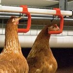 «Губин» використовує пробіотики для підвищення якості продукції