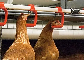 «Губин» використовує пробіотики для підвищення якості продукції