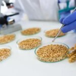 Український агросектор: активність фітосанітарних сертифікатів