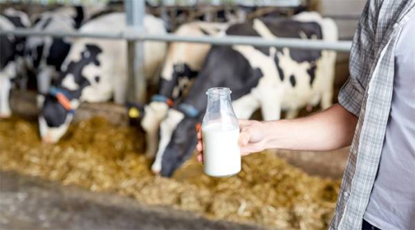 Поголів’я великої рогатої худоби на Рівненщині зросло на 18%