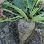 Українські цукровари втратили мільярди через посуху та скорочення посівних площ