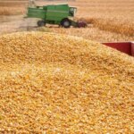 На Одещині запрацював новий завод з переробки кукурудзи