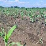 Запорізькі аграрії засівають другий урожай кукурудзи та кабачків