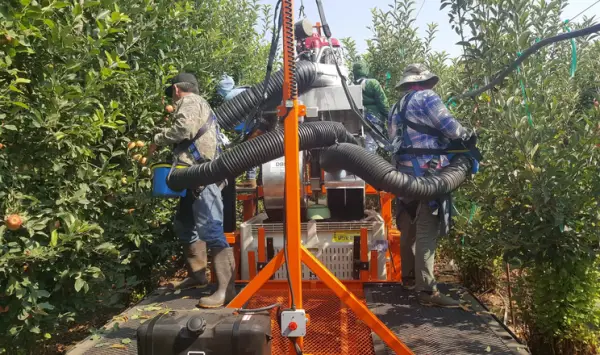 Bandit Cyclone: нова вакуумна система для збору яблук в США
