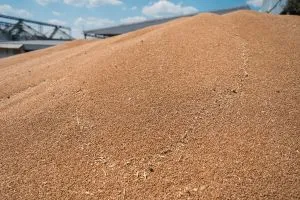 Пшениця дорожчає через блокаду Чорного моря
