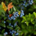 Orniberry поставила на пізні сорти лохини