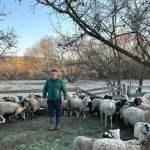 Як ветеран з Прикарпаття запустив овечу ферму на 200 голів