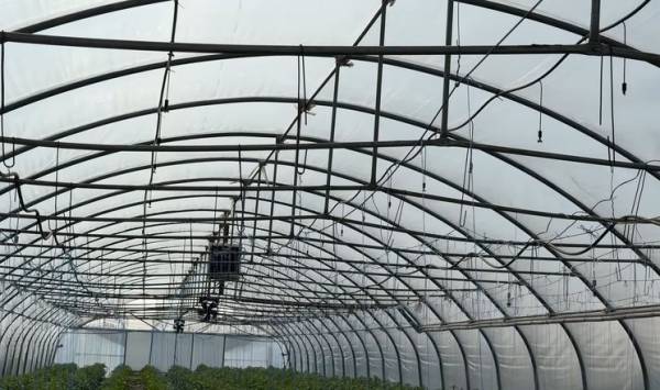 Овочівництво: витрати на гектар сягають 450 тис. грн