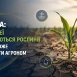 Польові культури: як підвищити їхню посухостійкість через агротехнічні прийоми