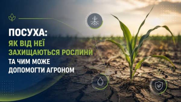 Польові культури: як підвищити їхню посухостійкість через агротехнічні прийоми