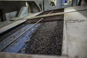 Болгарія посилює контроль за українським соняшником через пестициди
