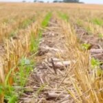No-till: техніка збереження вологи в ґрунті