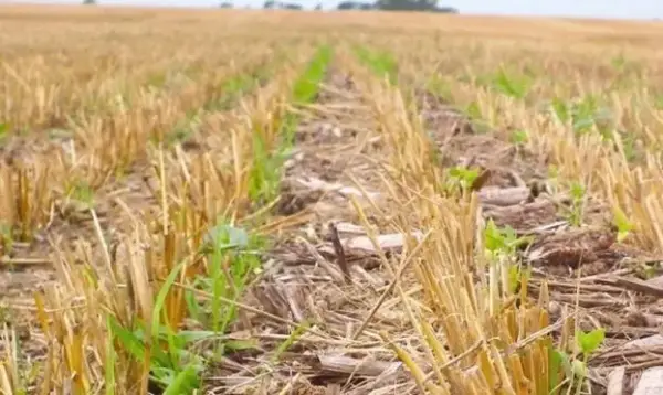 No-till: техніка збереження вологи в ґрунті