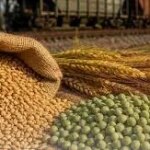 Китай відчинив двері для українського гороху та ячменю