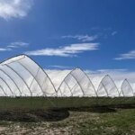 В Україні стартував новий сезон тепличної лохини