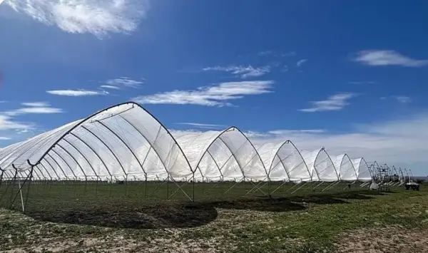 В Україні стартував новий сезон тепличної лохини